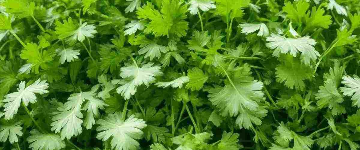 Cilantro VS Coriander