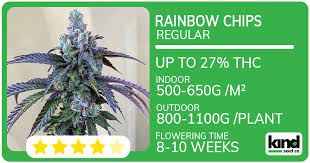 Understanding the Blue Lobster Strain Benefits, Cultivation, and Effects
